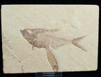 Diplomystus With Knightia Fossil Fish #5490-1